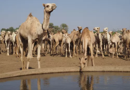 Camels drink water in Sudan